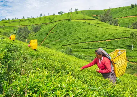 Nuwara Eliya tea plantation tour in Sri Lanka with Ceylon tea estates and hill country views