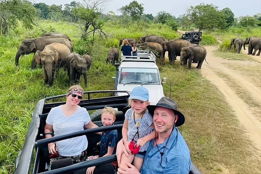 Elephant wildlife safari in Yala National Park Sri Lanka - Close encounter with wild elephants in natural habitat