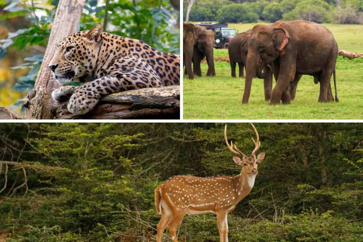 Yala National Park wildlife safari tour Sri Lanka - Jeep safari spotting wild elephants, leopards and exotic birds in jungle 1-2 day adventure package