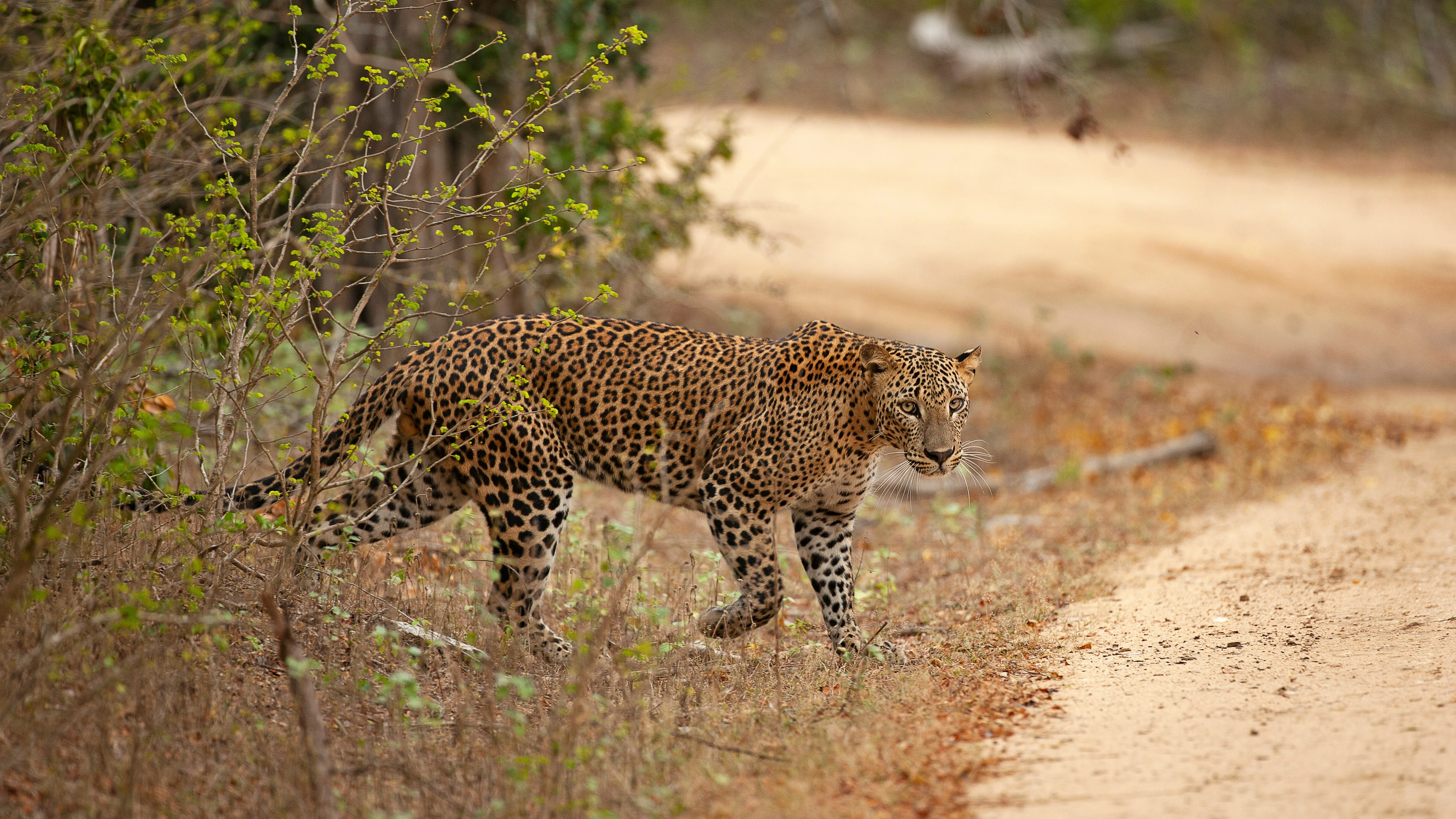 Yala National Park leopard safari Sri Lanka - Wildlife sanctuary with highest leopard density in the world